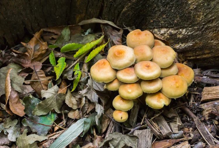 how to get rid of unwanted mushrooms growing in raised beds