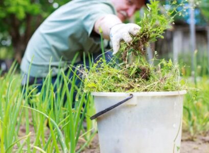 how to get rid of weeds