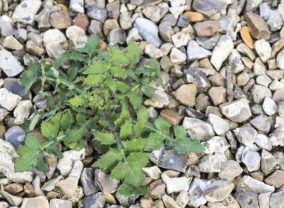 how to get rid of weeds growing in gravel