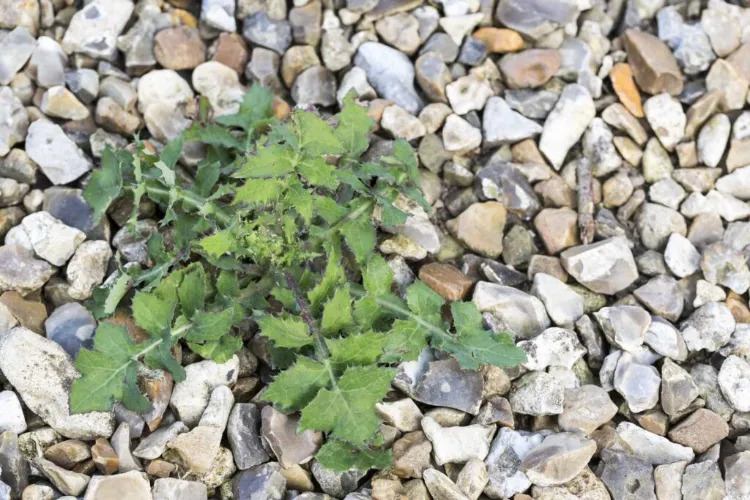 how to get rid of weeds growing in gravel