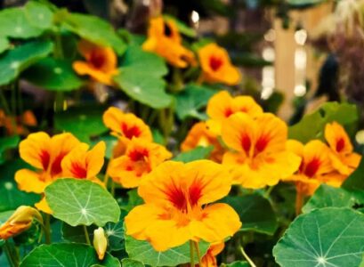how to have beautiful nasturtiums 5 care mistakes to avoid