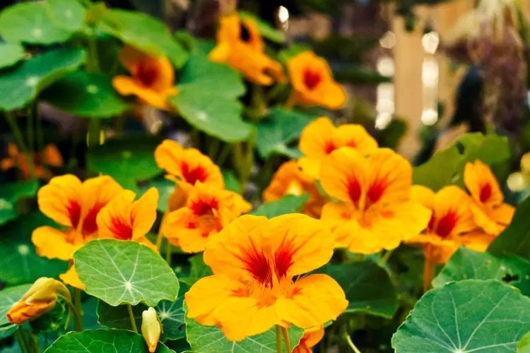 how to have beautiful nasturtiums 5 care mistakes to avoid