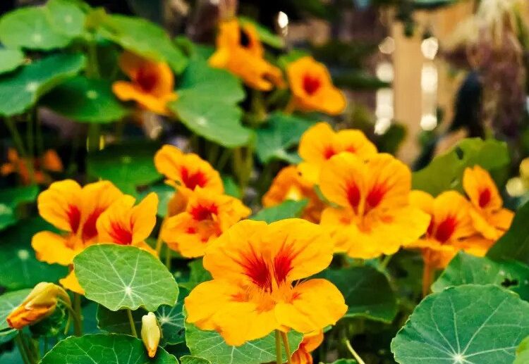 how to have beautiful nasturtiums 5 care mistakes to avoid