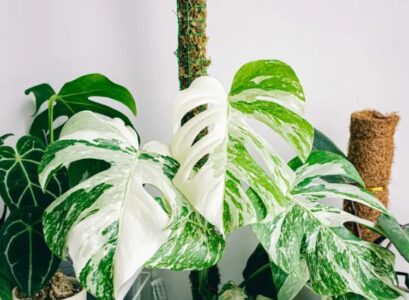 how to make a moss pole for monstera and other climbing houseplants