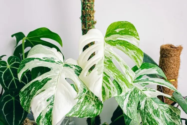 how to make a moss pole for monstera and other climbing houseplants