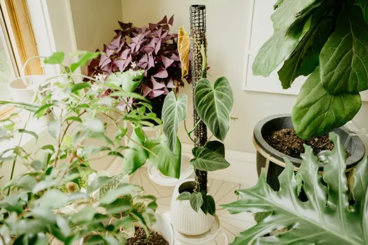 how to make a moss pole for indoor climbing plants