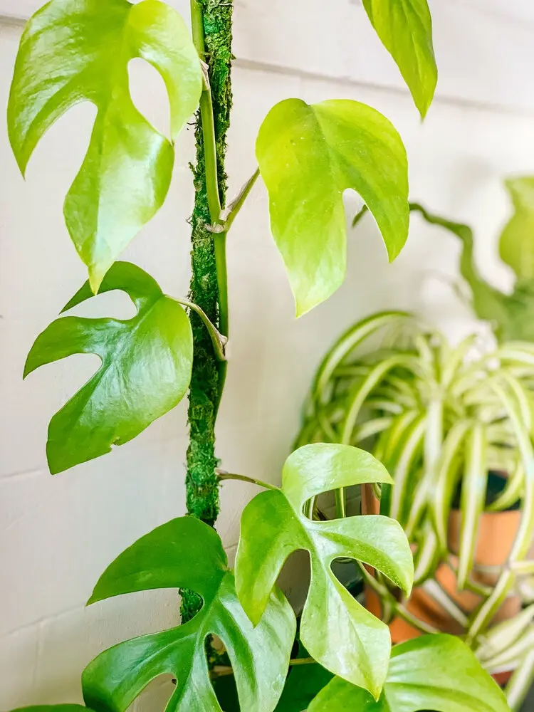 how to make a moss pole for monstera from pvc tube and sphagnum