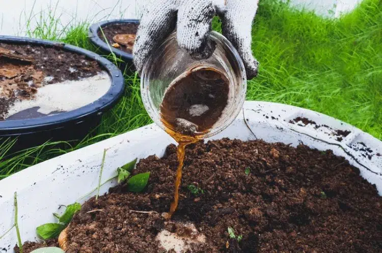 how to make liquid compost when to apply