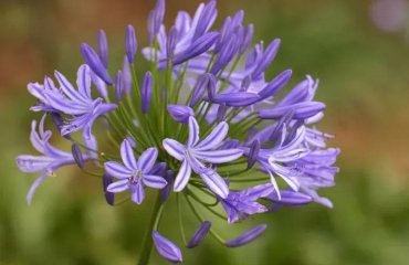 how to prolong agapanthus blooming period tips methods and solutions
