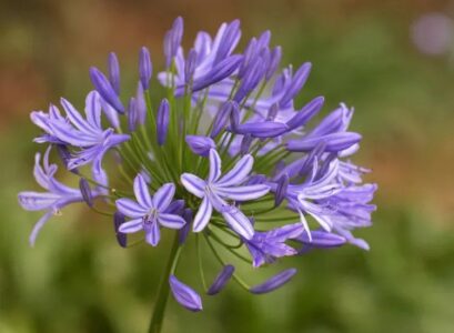 how to prolong agapanthus blooming period tips methods and solutions