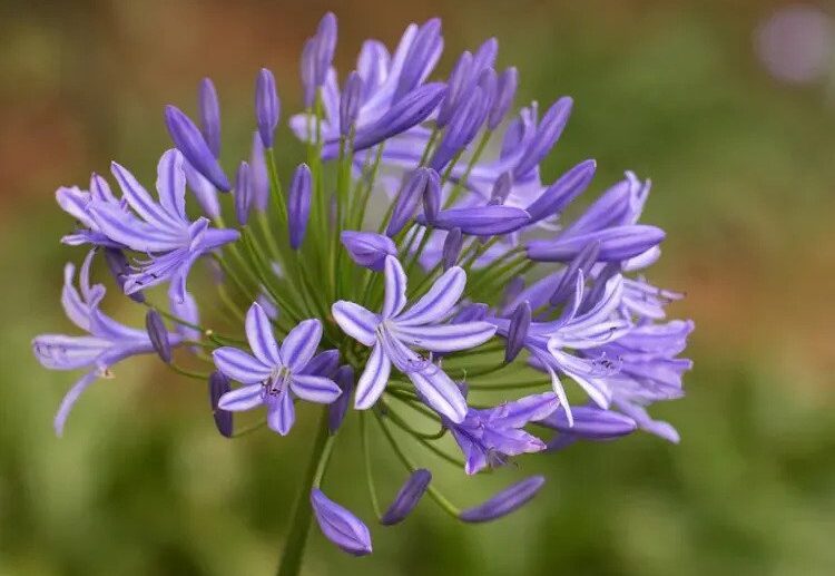 how to prolong agapanthus blooming period tips methods and solutions