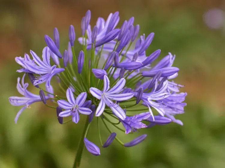 how to prolong agapanthus blooming period tips methods and solutions