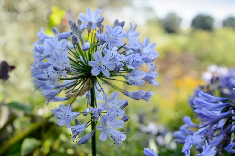 how to prolong agapanthus blooming period watering fertilising tips