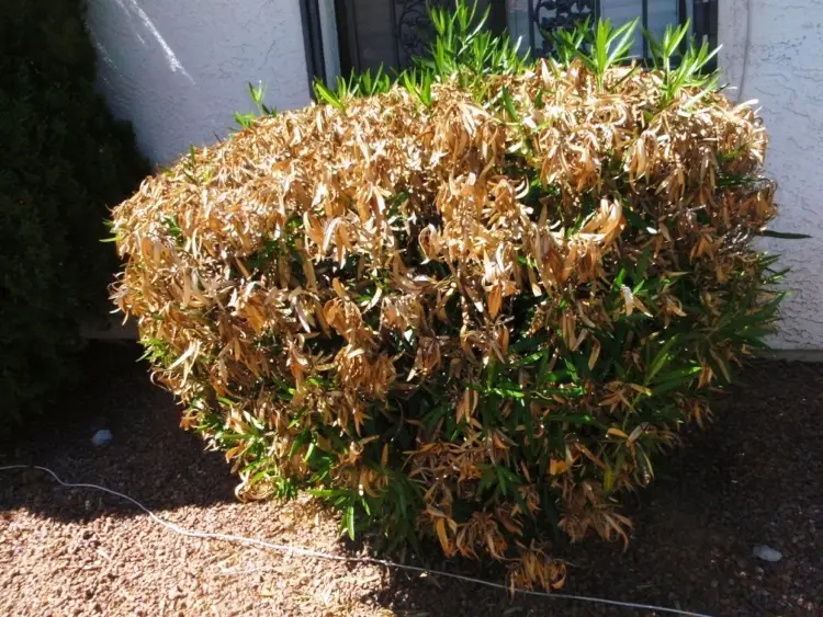 oleander diseases canker symptoms how to fight it