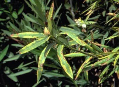 oleander diseases in pictures
