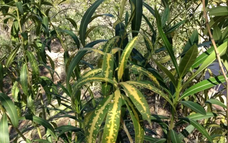 oleander gets yellow leaves spots due to lack of water