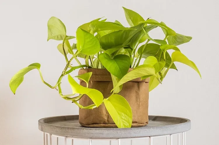 pothos with faded leaves why are my pothos leaves turning yellow and falling off