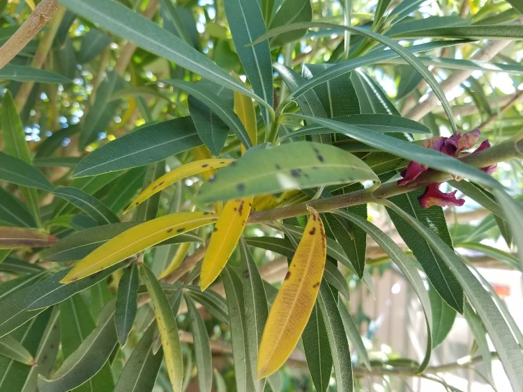 recognize oleander diseases dry rot by yellow leaves and black spots