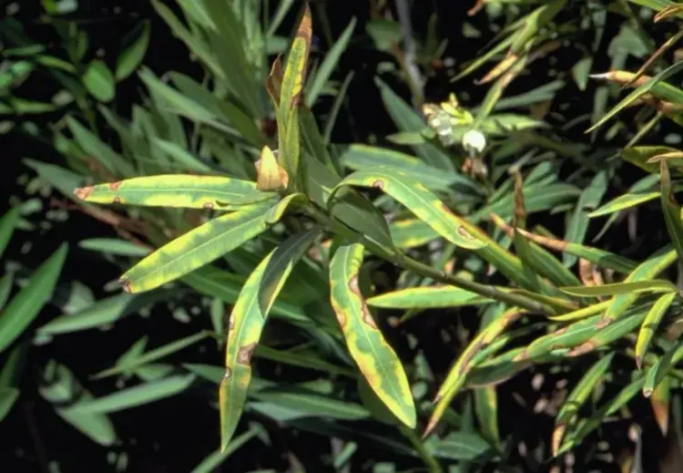 recognize oleander diseases fungus or bacterial infestation