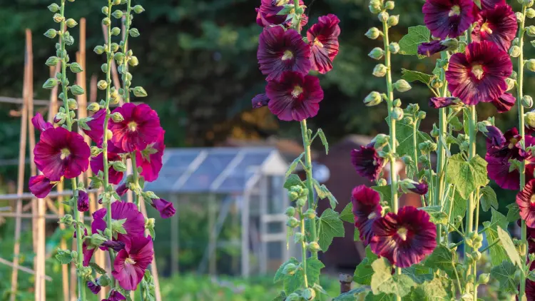 should you cut back hollyhocks and why