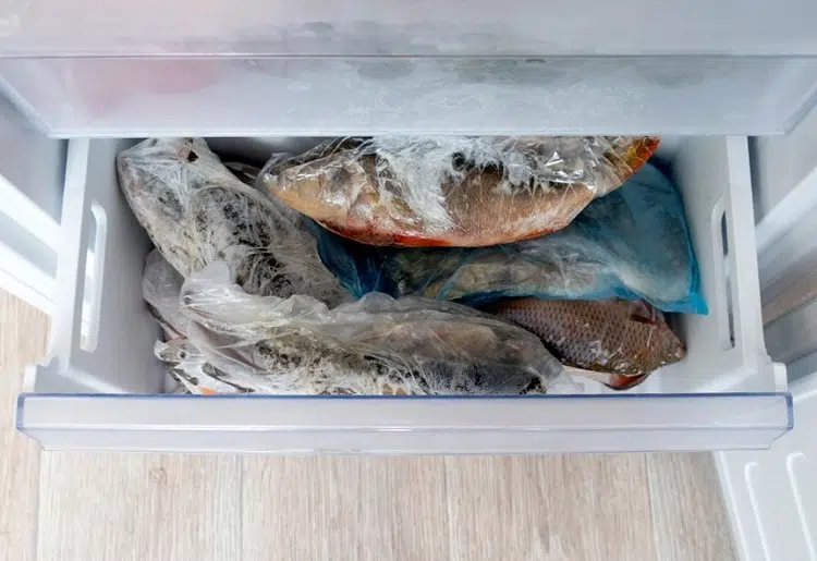 store fresh fish in the freezer
