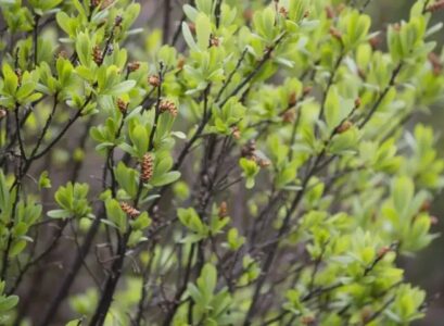 these tree varieties repel mosquitoes