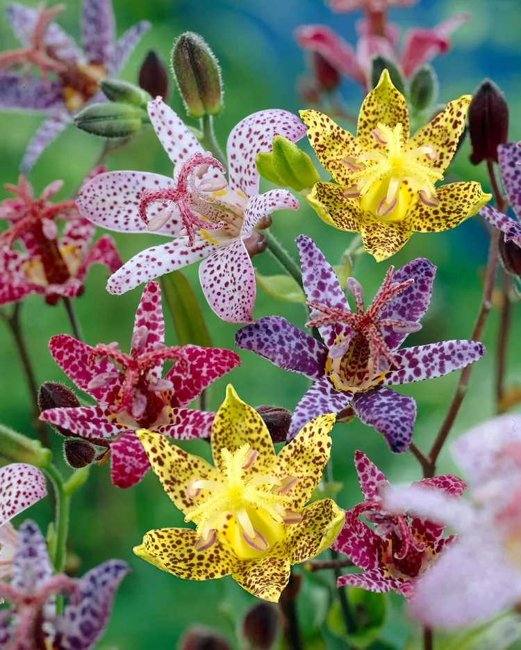 toad lilies what can you plant in your garden in the fall