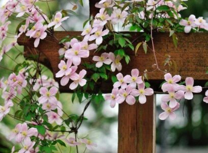 top hardy climbing plants for your garden