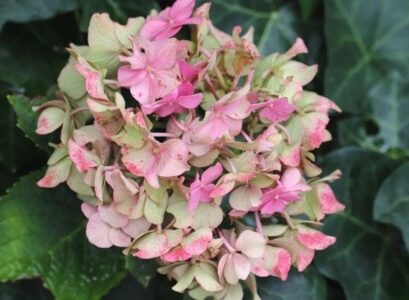 until when can you cut hydrangeas in summer
