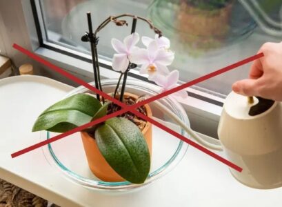 watering orchids 6 common mistakes to avoid