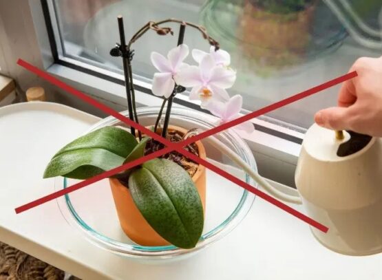 watering orchids 6 common mistakes to avoid