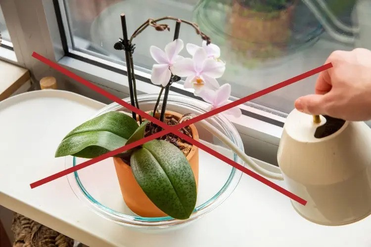 watering orchids 6 common mistakes to avoid