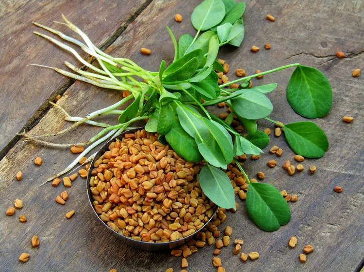 what are the side effects of fenugreek