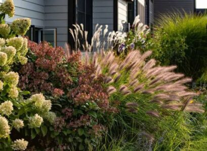 what ornamental grasses to grow in full sun 6 heat tolerant species