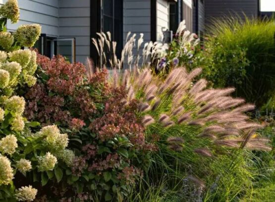 what ornamental grasses to grow in full sun 6 heat tolerant species