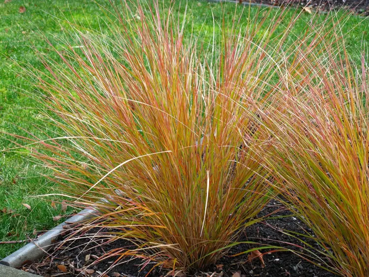 what ornamental grasses to grow in full sun