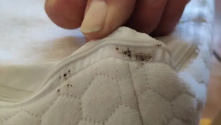 what attracts bed bugs and how to get rid of them