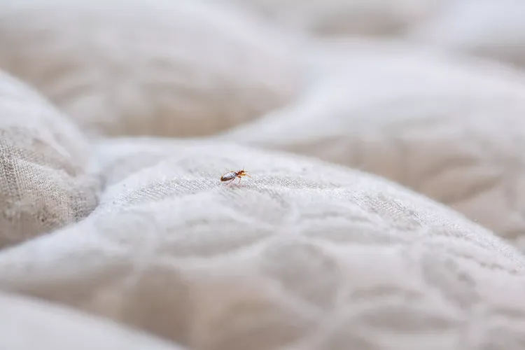 what attracts bed bugs to the home