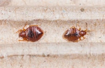 what attracts bed bugs to your home how to get rid of them