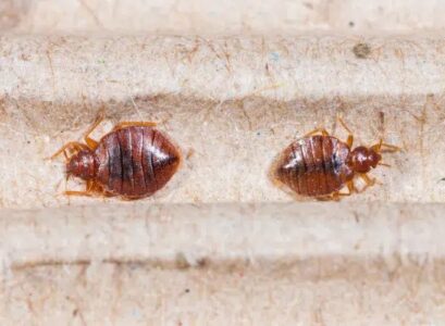 what attracts bed bugs to your home how to get rid of them