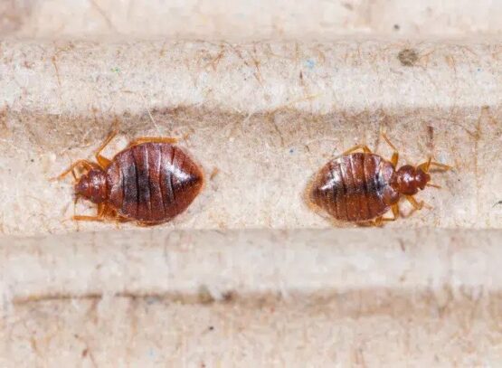 what attracts bed bugs to your home how to get rid of them