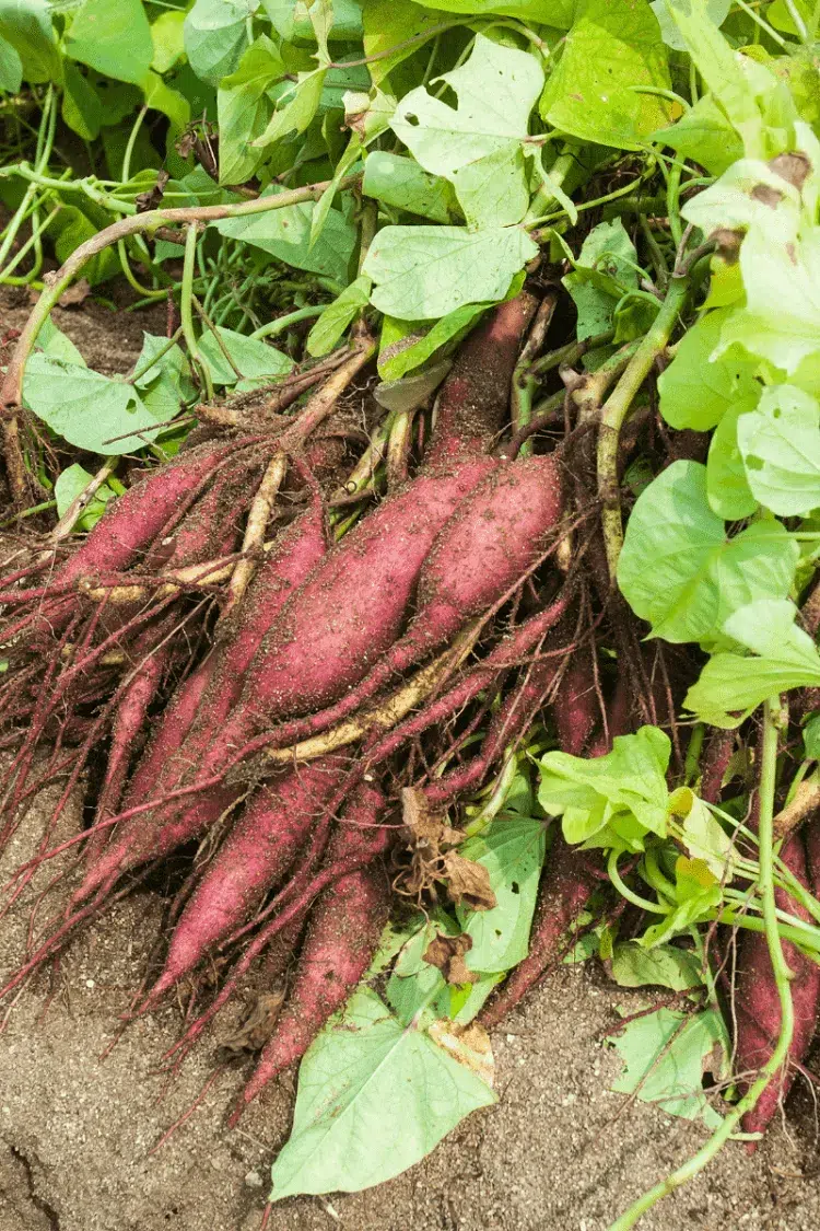 what is the yield of a sweet potato plant