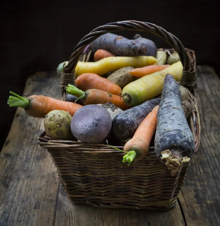 what vegetables for winter to plant in august