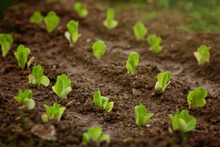 what vegetables for winter to plant in the summer lettuce spinach and other leafy greens