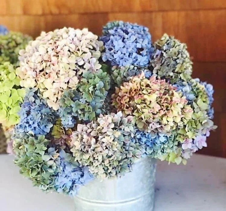 what's the best way to dry hydrangeas how to dry hydrangea blooms