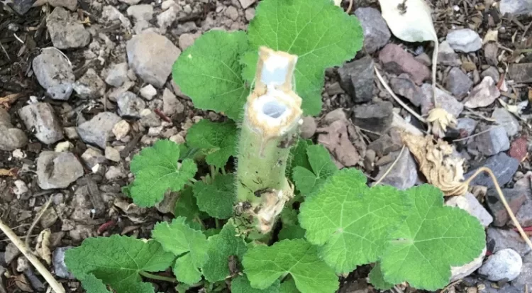 when and how to cut back hollyhocks