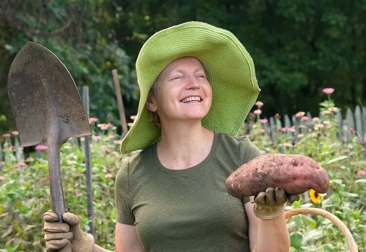 when and how to harvest sweet potatoes how do you know if they are ripe