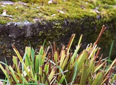 why you should not cut back perennials in fall
