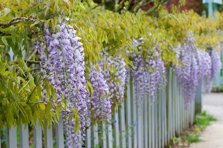 wisteria planting tips garden fence climbers