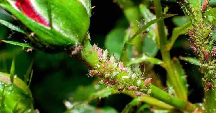 aphids roses cloves to repel aphids prune the infested parts of rose plant